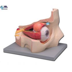 HIGH AND SCIENTIFIC ANATOMICAL MODEL EYES 4 PARTS
