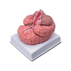 HIGH AND MODEL BRAIN - WITH ARTERIES - 9 PIECES
