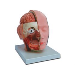 HIGH AND DISSECTION MODEL OF THE HEAD - 4 PARTS