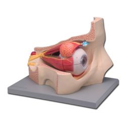 HIGH AND SCIENTIFIC ANATOMICAL MODEL EYES 11 PARTS